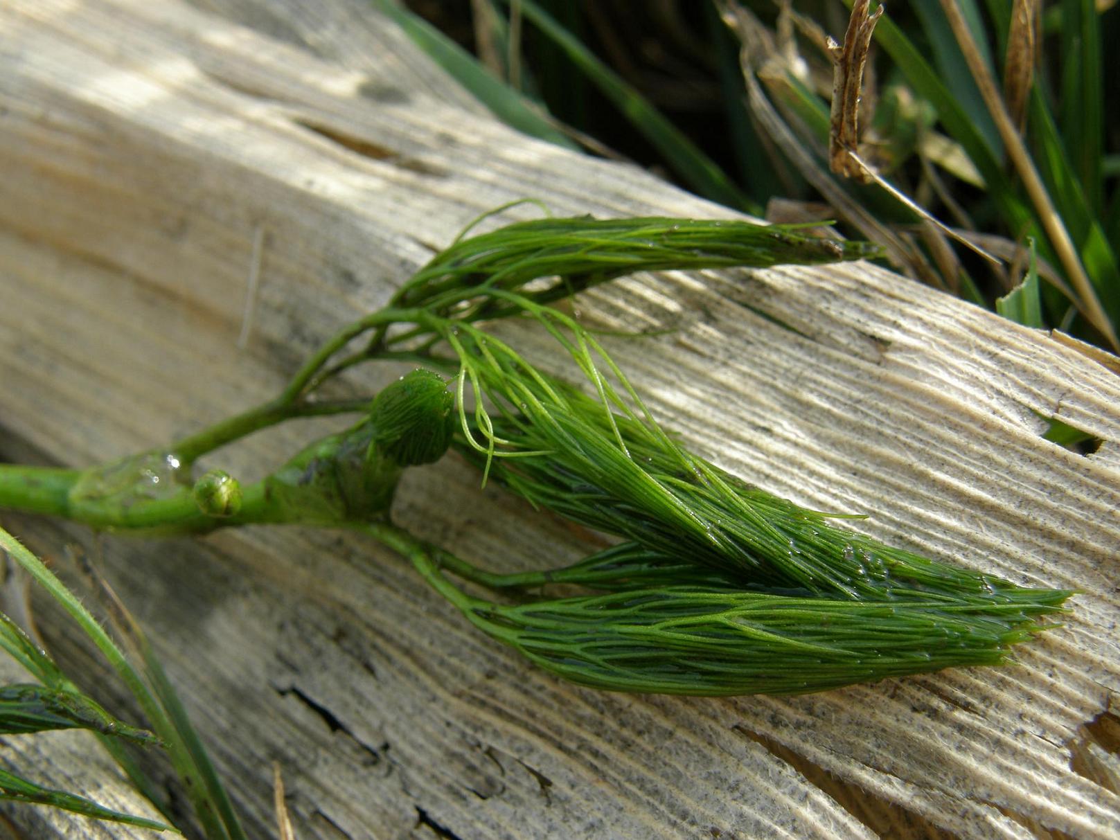 Ranunculus trichophyllus / Ranuncolo a foglie capillari